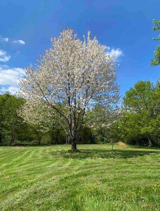 Spacious 1 Bed Home With Shared Pool Champagnac-la-Rivière エクステリア 写真